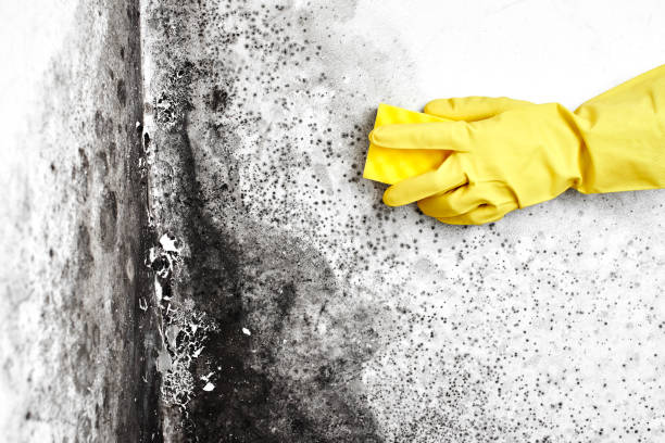 Best Toxic Mold Removal  in USA